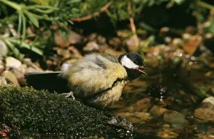 Great Tit