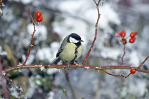 Great Tit