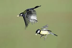 Images Dated 10th February 2008: Great Tit - 2 birds in flight