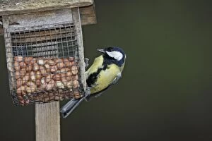 Images Dated 20th February 2008: GREAT TIT
