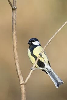 Images Dated 13th February 2008: Great Tit - Adult Male, identified by wide black belly patch