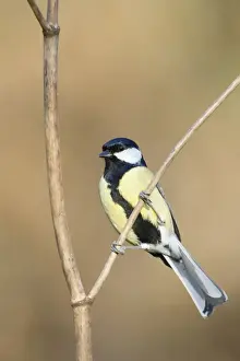 Great Tit Adult Male, identified by wide black belly patch. Cleveland, UK