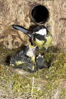 Images Dated 15th May 2006: Great Tit - adult at nest box with 13 day old chicks
