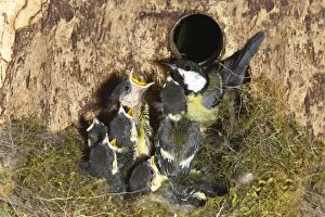 Great Tit - adult at nest box with 13 day old chicks