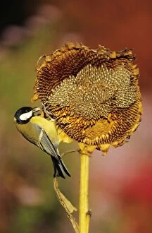 Great TIT - Adult on ripened sunflower head