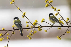 Blue Tits Gallery: Great Tit - two birds perched on flowering Cornelian Cherry branch, North Hessen