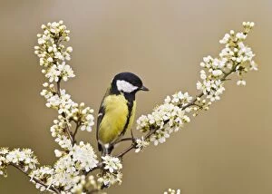 Blackthorn Gallery: Great Tit - on blackthorn blossom