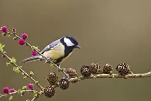 Blackthorn Gallery: Great Tit - on blackthorn Larch