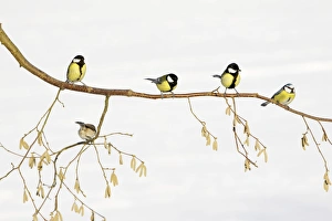 Great Tit - With Blue Tit (Parus caeruleus) perched on frost covered hazelnut branch Great Tit - With Blue Tit (Parus caeruleus) perched on frost covered hazelnut branch