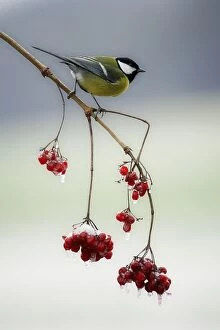 Great Tit - On branch with frozen berries