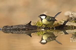 Images Dated 26th February 2012: Great Tit - drinking at pool