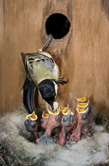 Nest Boxes Prints: Great Tit - entering nestbox and feeding begging chicks