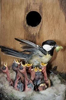 Great Tit - entering nestbox and feeding caterpillar to begging chicks