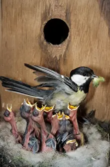 Nest Boxes Prints: Great Tit - entering nestbox and feeding caterpillar to begging chicks