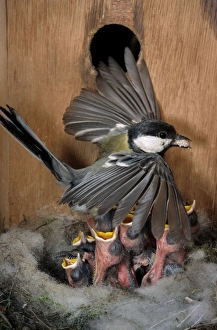 Great TIT - at nest with chicks