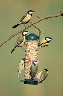 Great Tit Several on feeder in winter with a Blue Tit (Parus caeruleus)