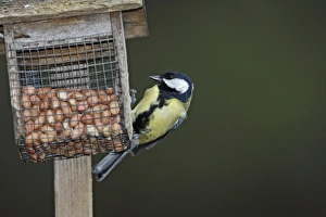 Images Dated 20th February 2008: Great Tit at the feeding station - Scotland