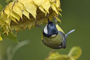 Annuus Gallery: Great Tit feeding on sunflower seeds (Helianthus)