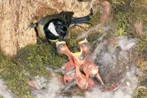 Great Tit - feeding young