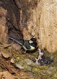 Great Tit - feeding young in hollow tree