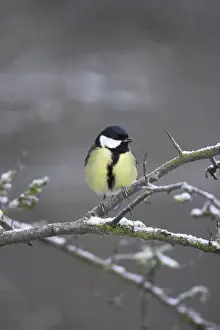 Hard Prints: Great Tit. Female perched in frost covered hawthorne. Cleveland, England, UK
