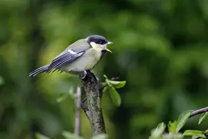 Fledgling Prints: Great Tit - fledgling begging for food, Lower Saxony, Germany