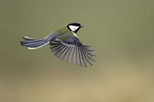 Images Dated 25th February 2006: Great Tit - In flight Lower Saxony, Germany