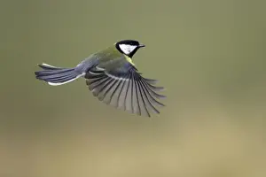Great Tit - In flight Lower Saxony, Germany