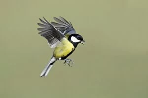 Images Dated 17th February 2008: Great Tit - in flight, Lower Saxony, Germany