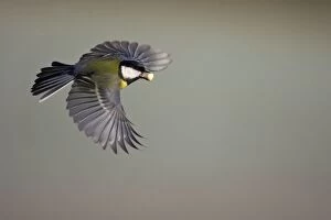 Great Tit - In flight with peanut in bill