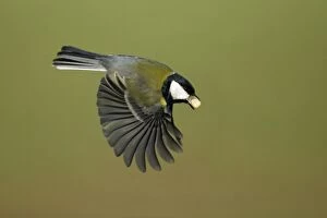Images Dated 14th January 2006: Great Tit - In flight with peanut in bill Lower Saxony, Germany