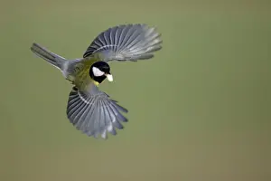 Great Tit - In flight with peanut in bill Lower Saxony, Germany