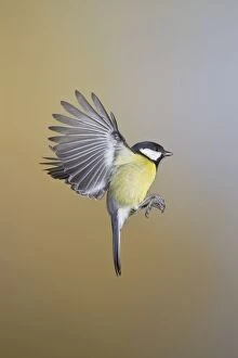 Images Dated 3rd December 2010: Great Tit - in flight - West Wales UK 11891