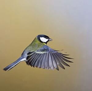 Images Dated 3rd December 2010: Great Tit - in flight - West Wales UK 11894