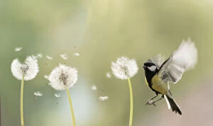 Images Dated 9th June 2021: great tit flying towards a dandelion bud with seeds