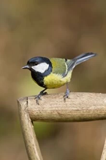 Images Dated 3rd March 2010: Great Tit - on garden fork