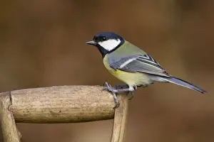 Handle Prints: Great Tit - on garden fork - Cornwall - UK
