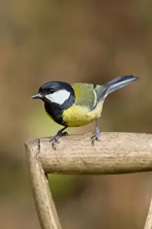 Great Tit - on garden fork - Cornwall - UK