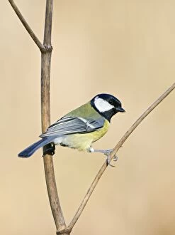Images Dated 16th April 2008: Great Tit - Holding on to a dry plant stem
