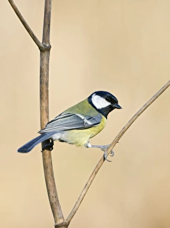 Images Dated 16th April 2008: Great Tit Holding on to a dry plant stem. Cleveland, UK