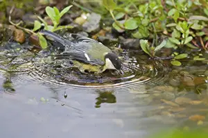 Great Tit - juvenile bathing in garden pond - Lower Saxony - Germany