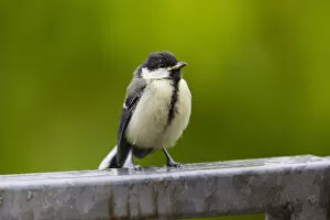 Great Tit, juvenile bird sitting on fence with tick embedded above its eye, Hessen, Germany Date: 28-May-19