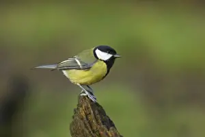 Great Tit Lea Valley Park, Essex, UK BI006954