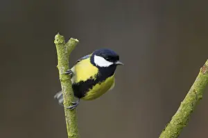 Great Tit Lea Valley Park, Essex, UK BI006957