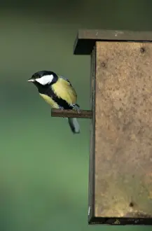 Nest Boxes Prints: Great Tit - leaving nestbox