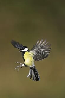 Great Tit - Male in-flight about to alight on a bird feeder