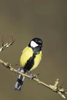 Great Tit - Male perched in hawthorne