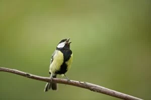 Images Dated 20th May 2010: Great Tit - male singing