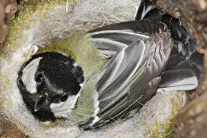 Images Dated 12th April 2007: Great Tit - in nest Alsace France