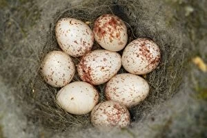 Great Tit - nest of eggs